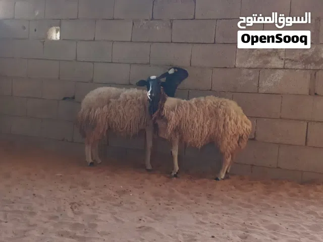 زوز نعاج.. وحدة تنيه وحده اربعه....