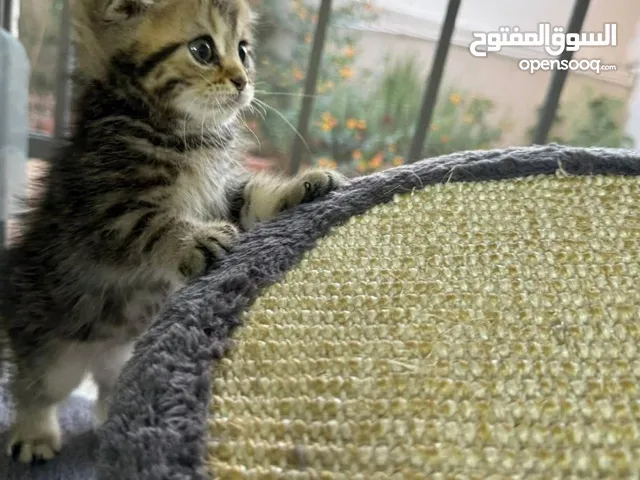 قط سكوتش فولد العمر 73 يوم