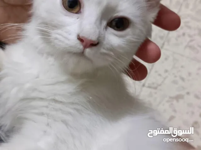 قطة شيرازي ابيض لون عيونها ذهبي