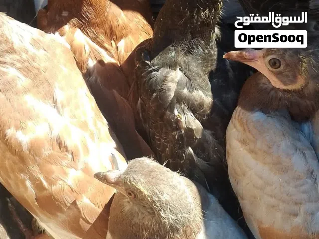 زغاليل حمام