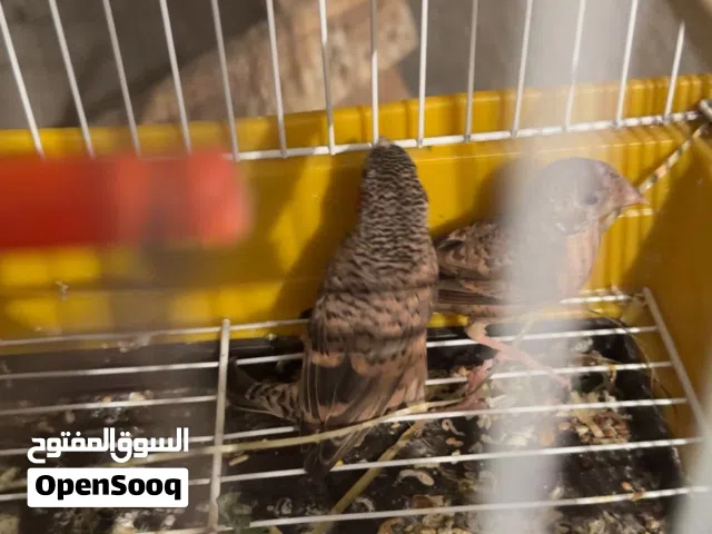طيور مذبوح مشروطات وحلوات ومنتجات وكلش مرتبات فقط الي يدور طير زين هنه وقفصهن تفليش محميه