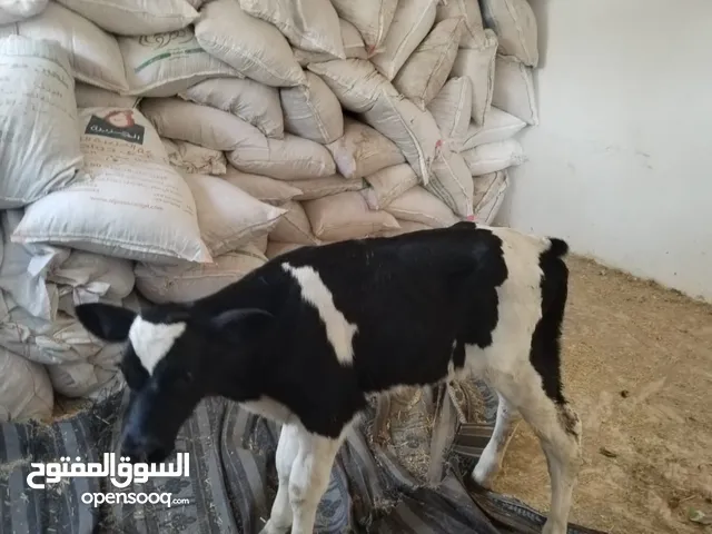 بسم الله ما شاء الله عجله عز المقنوه كفاله من كل شي وعجل حليب قطعه سوبر