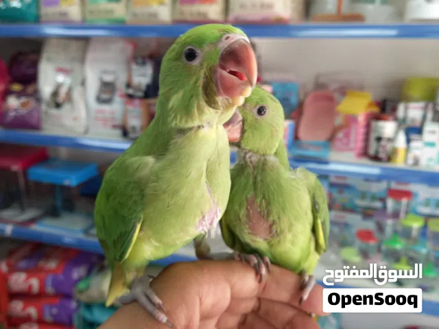 Hand teemed Baby parrot,  age 1 month and half