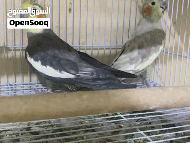 للبيع ازواج كوكتيل