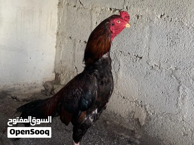 ديك باكستاني للبيع