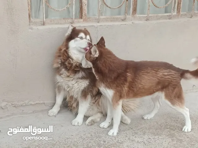 كلاب للبيع ابيعهن ثنينهن ما ابيع بس واحد ثنينهن
