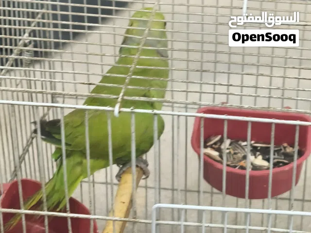 متاح ببغاء