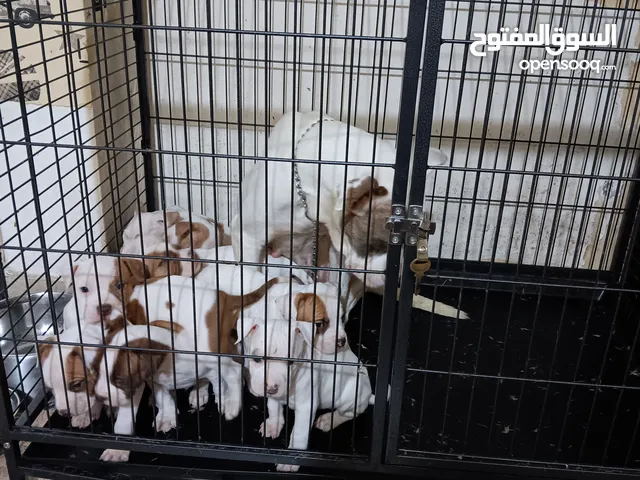 للبيع بيتابول يراوه العمر شهرين