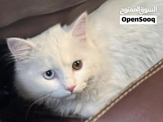 قطة بيضاء مفقودة