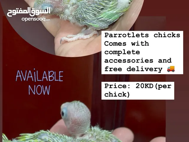 Parrotlet chicks