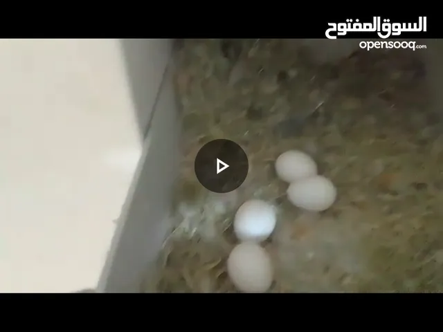 مجموعه طيور للبيع