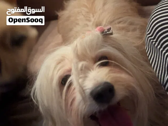 كلبه مالتيز