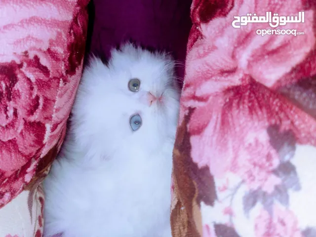 قطط سكوتش فولد للبيع