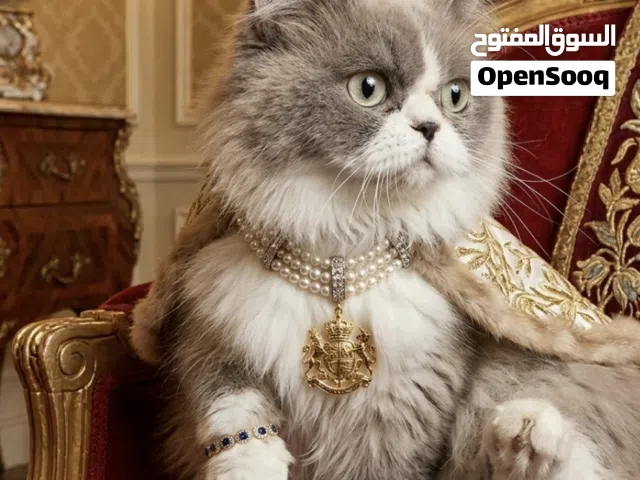 راغدول Ragdoll القطة الملكية