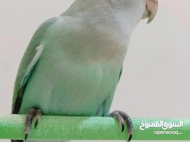 طير صحه ممتازه