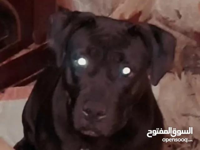 بيتبول أمريكي