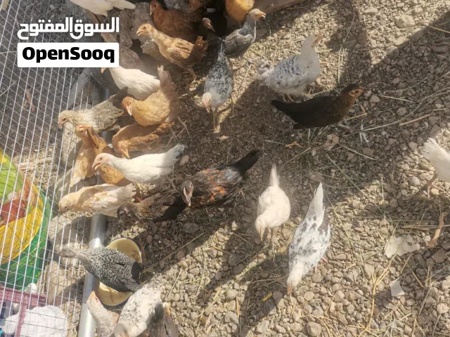 دجاج للبيع