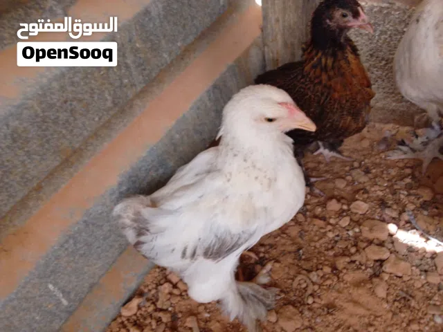 كتاكيت براهما للبيع