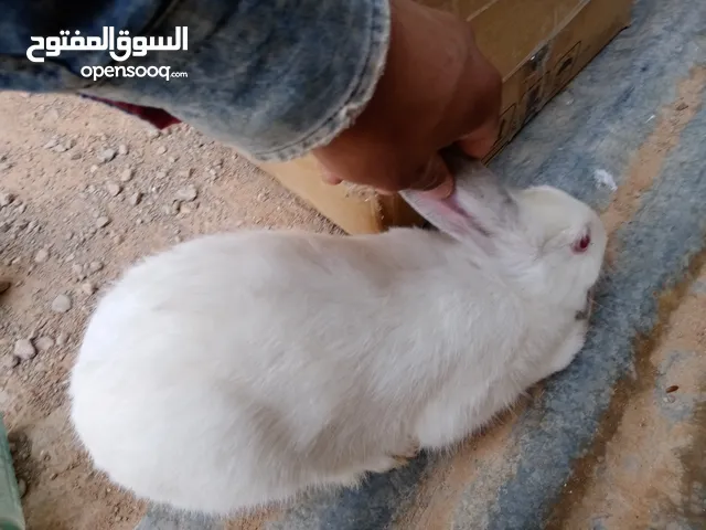 ارانب مالطيات وعربيات
