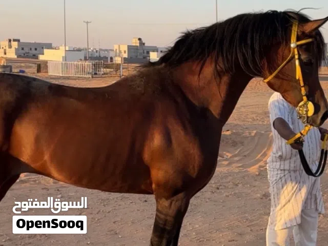 حصان عربي اصيل ب اوراقه للبيع