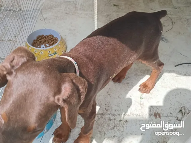 دوبرمان صغير