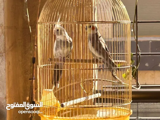 عصافير كوكتيل ذكور مدربين العمر سنة