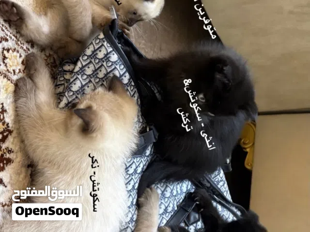 سكوتش مرحه ولعوبين بعمر الشهرين ونص نظيفين فصيله جدا جميله بسعر رمزي بسوق