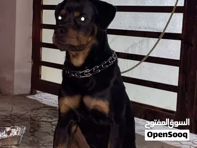 روت وايلر للبيع فقط الي جاد يتواصل