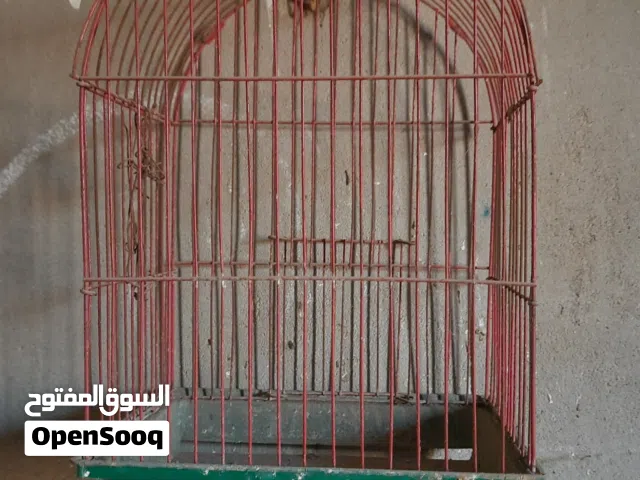 سلاكه للطيور