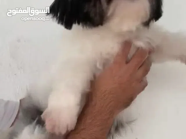 متوفر  انثى شيتزو منتجة مرتين عمر سنتين ب صحة ممتازة  مدربة على البيت