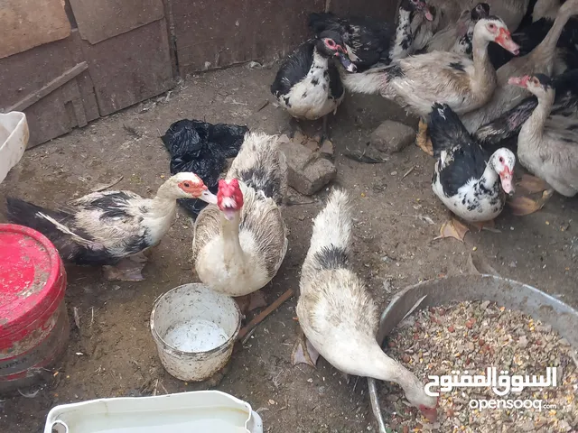 بط بلدى تربيه بيتى ، عمر 5 شهور