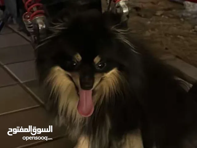 كلب بومرينيان