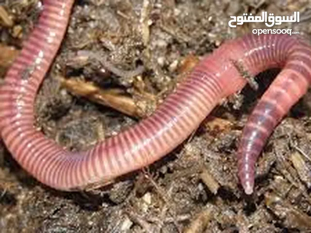 دود فيرمي كومبوست خليط بين دود الريدويجلر ودود التايجر وورم