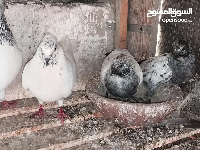 قص باكستاني بعياله وبيجهزوا للعش الجديد ان شاء الله