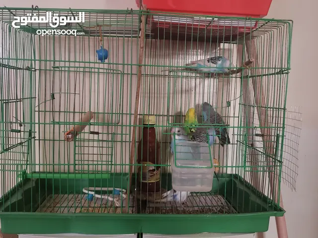 قفص كبير للعصافير عرطه وسعر بلااااش بدون العصافير