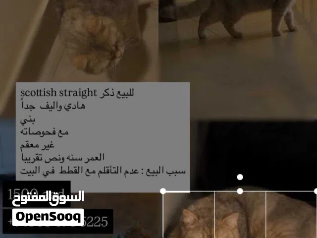 scottish straight ذكر