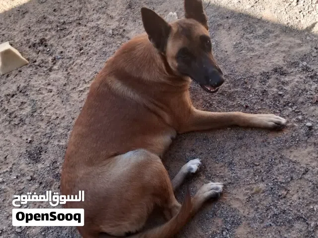 مالينوه مدربه ع الحراسه كلبه واعره جداا