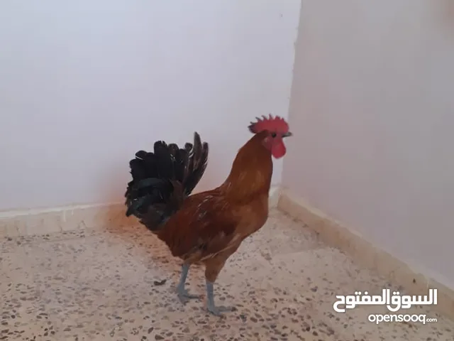 ديوك بلدي نخب