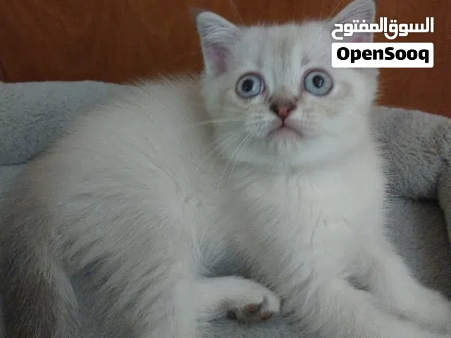 British shorthair kittens, male and female, 2 months old