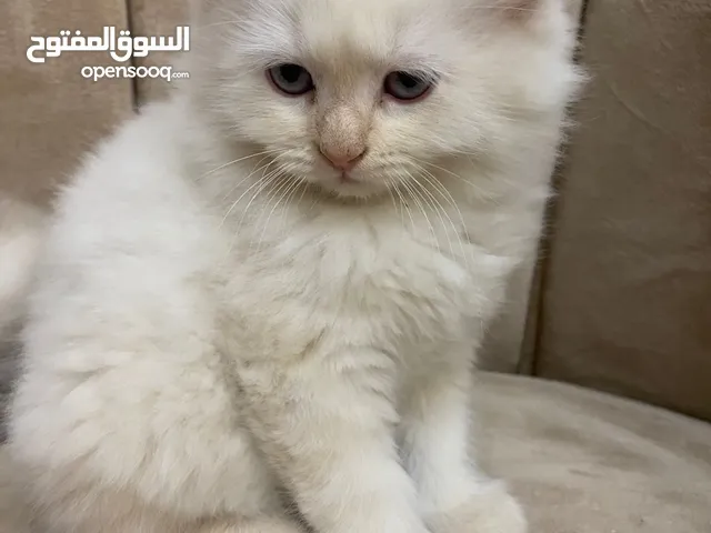 كتنز عمر شهرين و 6 ايام مكس بين سكوتش فولد و هملايا لاعوبين ومتدربين على اللتر بوكس سعر قابل للتفاوض