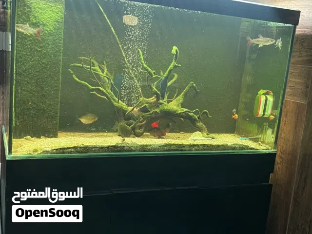حوض سمك مع سامب داخلي ( فلاتر لتصفية الماء)