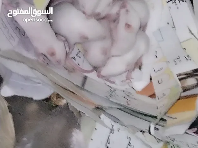 مايس ابيض تجارب