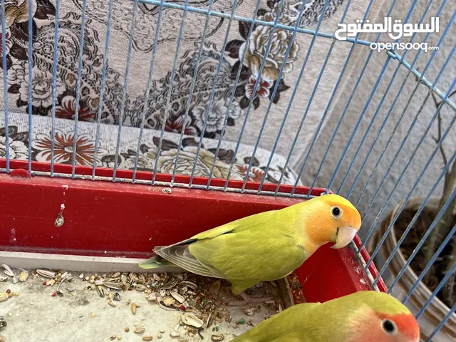 جوز روز بلدي حبة كبيرة