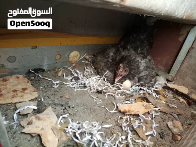 دجاجه عربيه كاركه