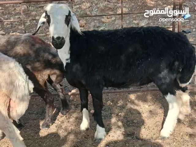 نعجه نجديه للبيع