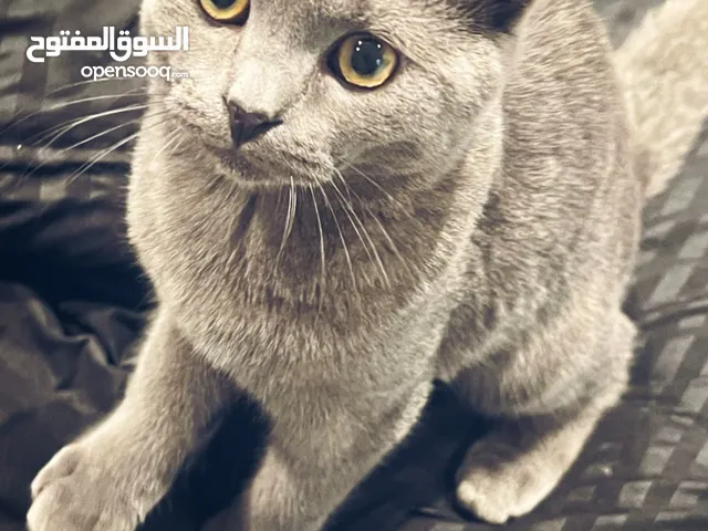 Cute 4 months old pure scottish fold