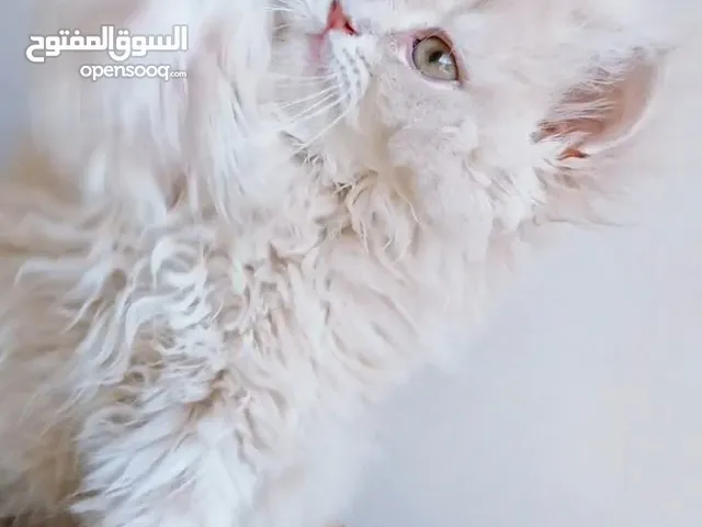 ذكر وأنثى بيرشن بيور 48 يوم مدربين ومطعمين حشرات