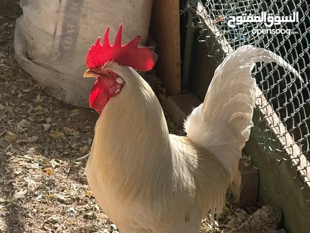 ديك فرنسي جاهز للإنتاج