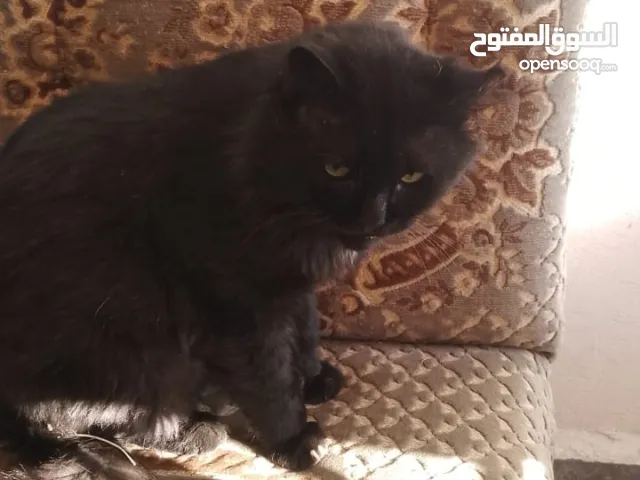 قط لون اسود صحة جيد جدا