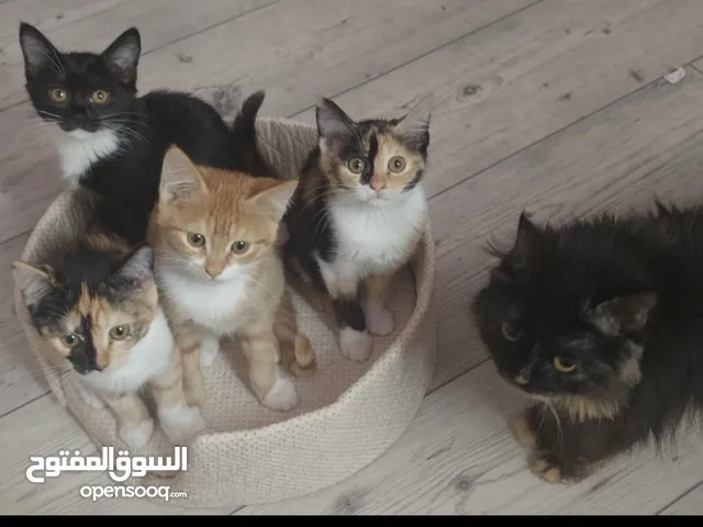 قطط للتبني
